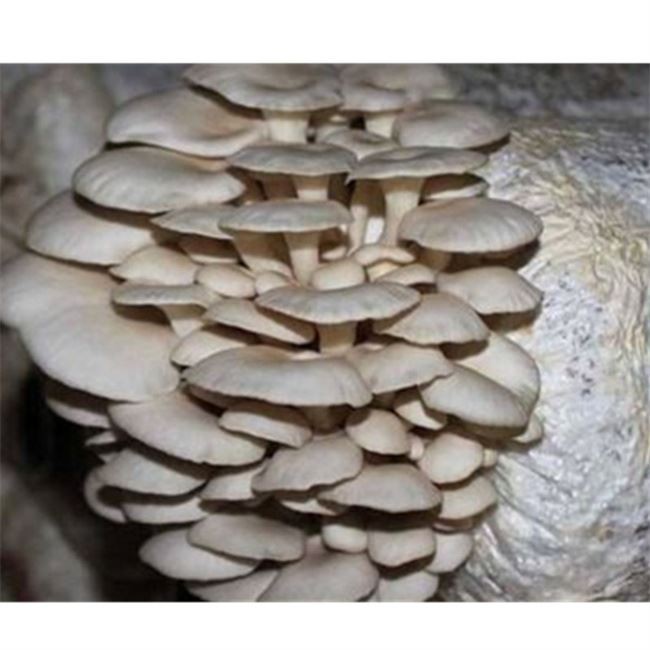 mushroom-layered-bagging-machine